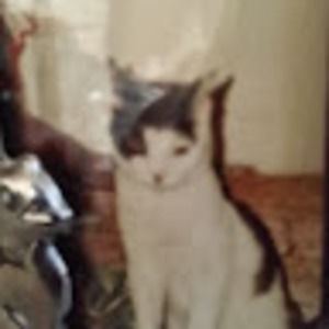 Meet your Posher, Lissette